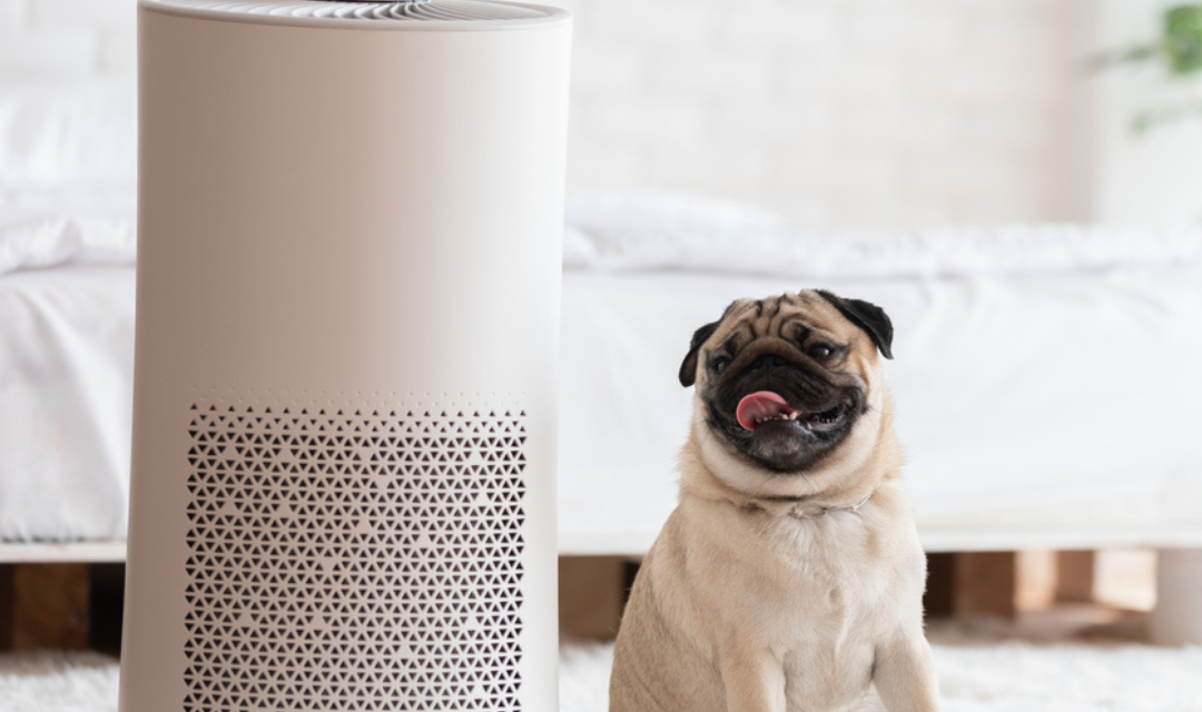 The Link Between Indoor Air Quality and Respiratory Health