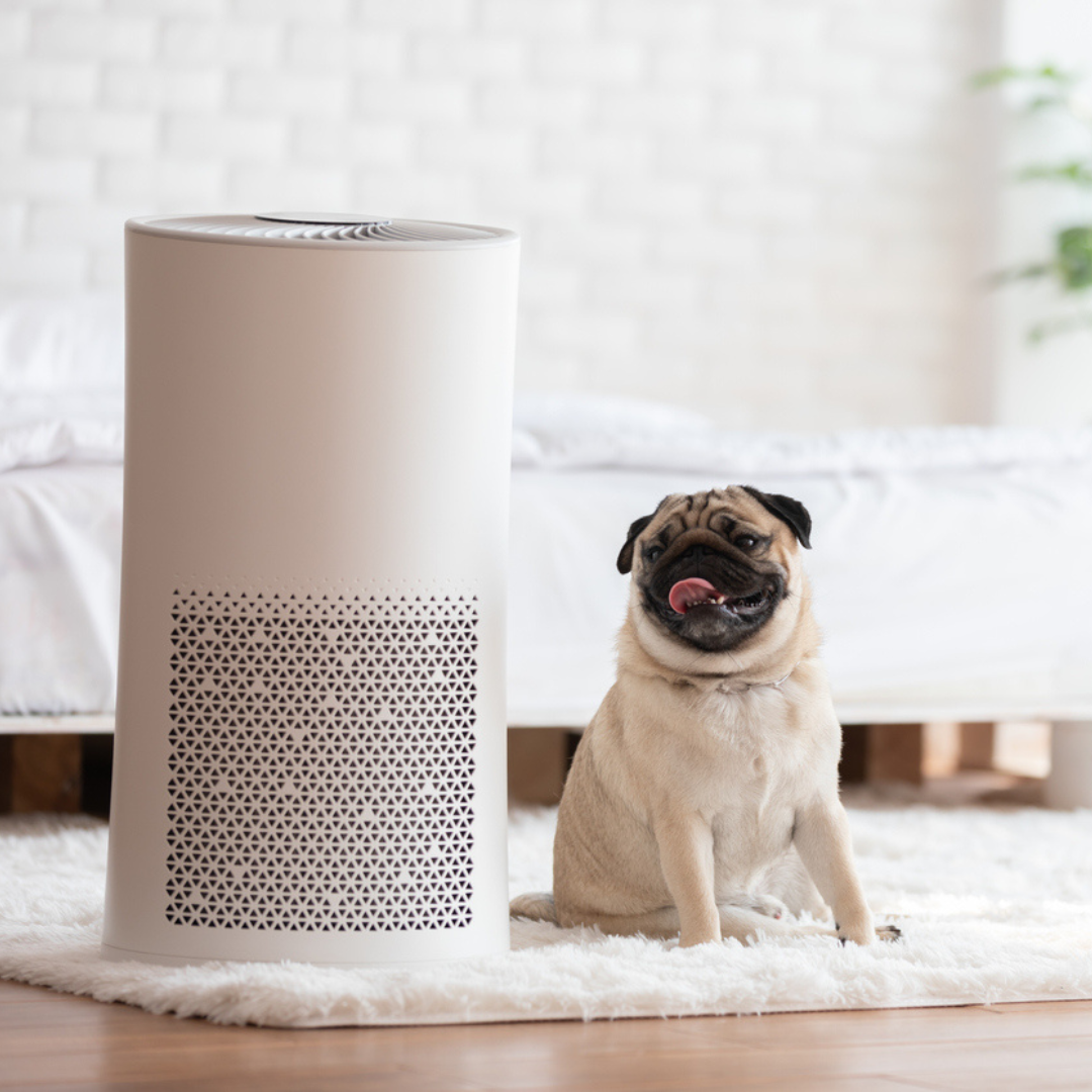 The Link Between Indoor Air Quality and Respiratory Health